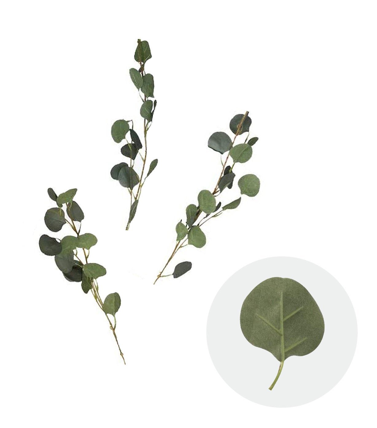 Eucalyptus Leaf Branches