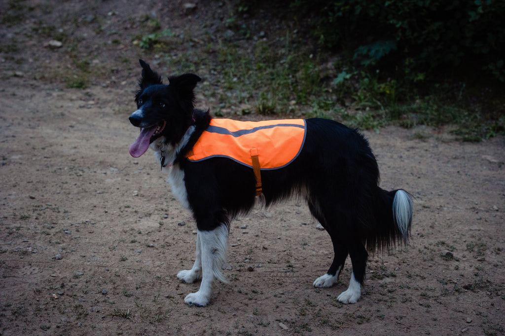 Dog Safety Vest