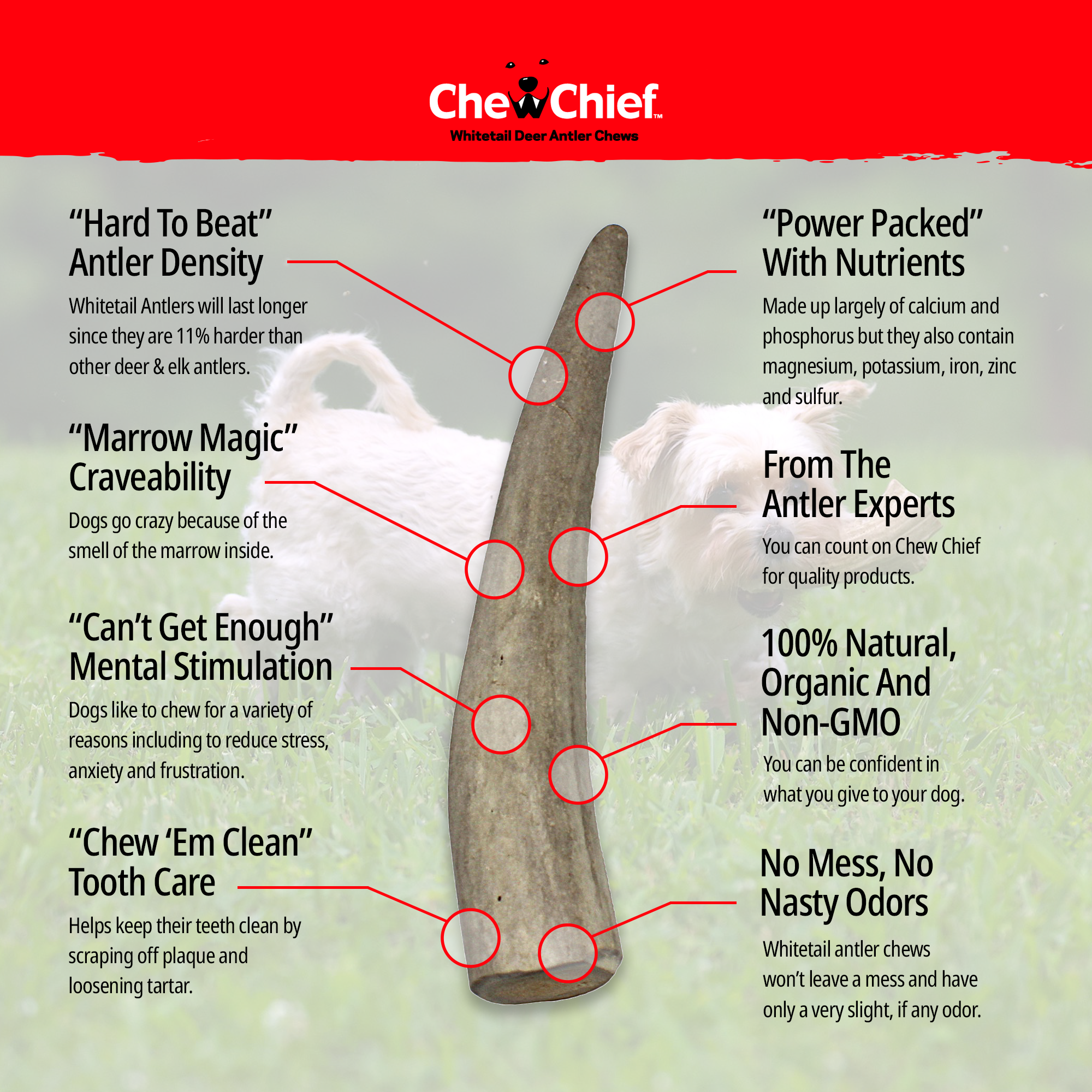 Large Antlers
