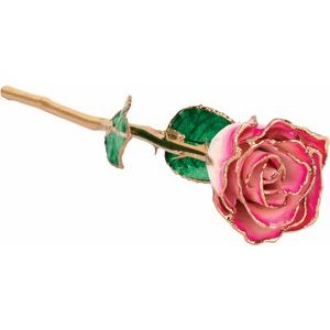 Lacquered Cream & Magenta Ombre Rose with Gold Trim
