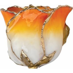 Lacquered Cream & Orange Ombre Rose with Gold Trim