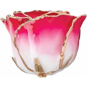 Lacquered Cream & Red Ombre Rose with Gold Trim