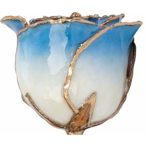 Lacquered Cream & Blue Ombre Rose with Gold Trim