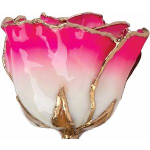 Lacquered Cream & Magenta Ombre Rose with Gold Trim