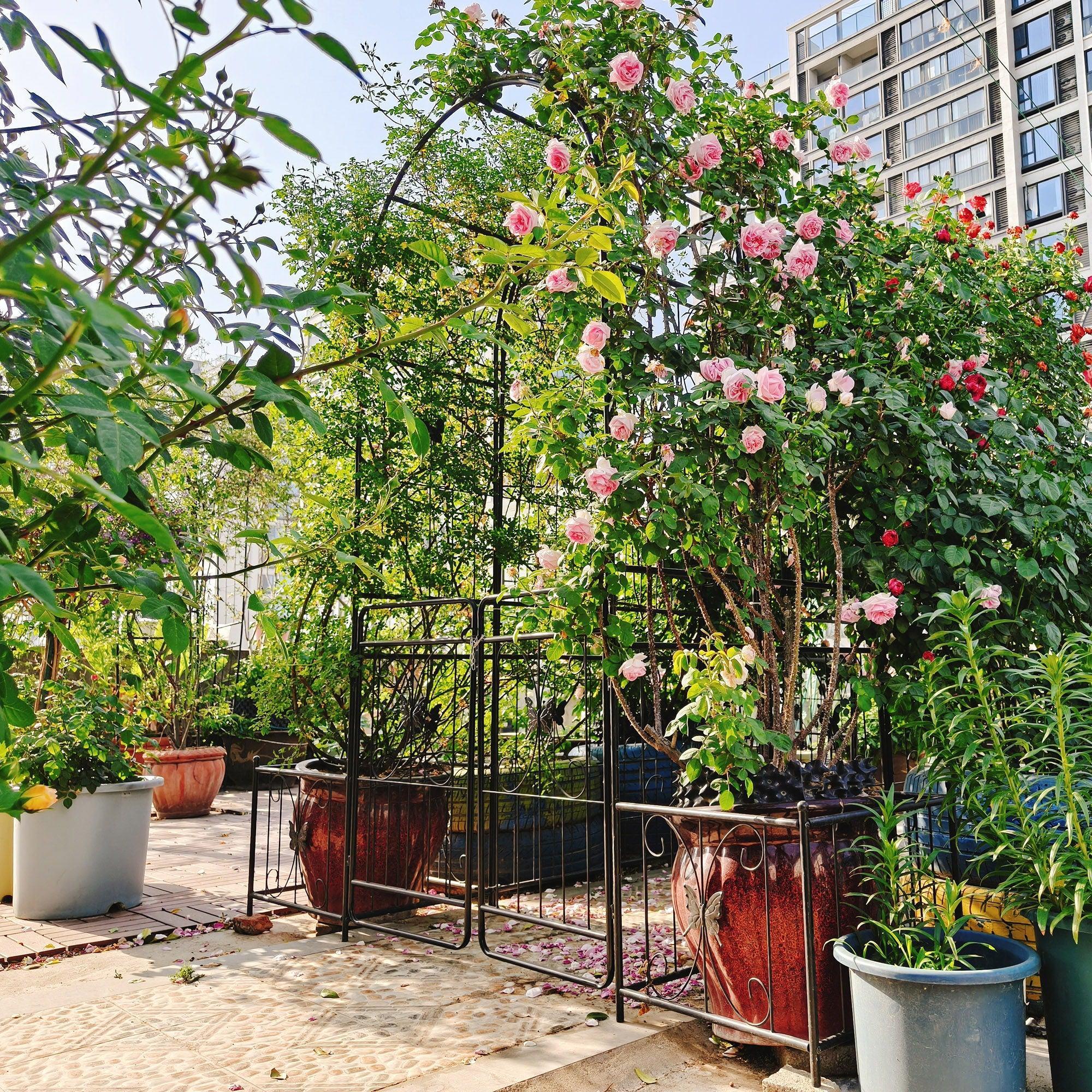 Metal Garden Arch With Gate High Climbing Plants Support Rose Arch Outdoor - Black