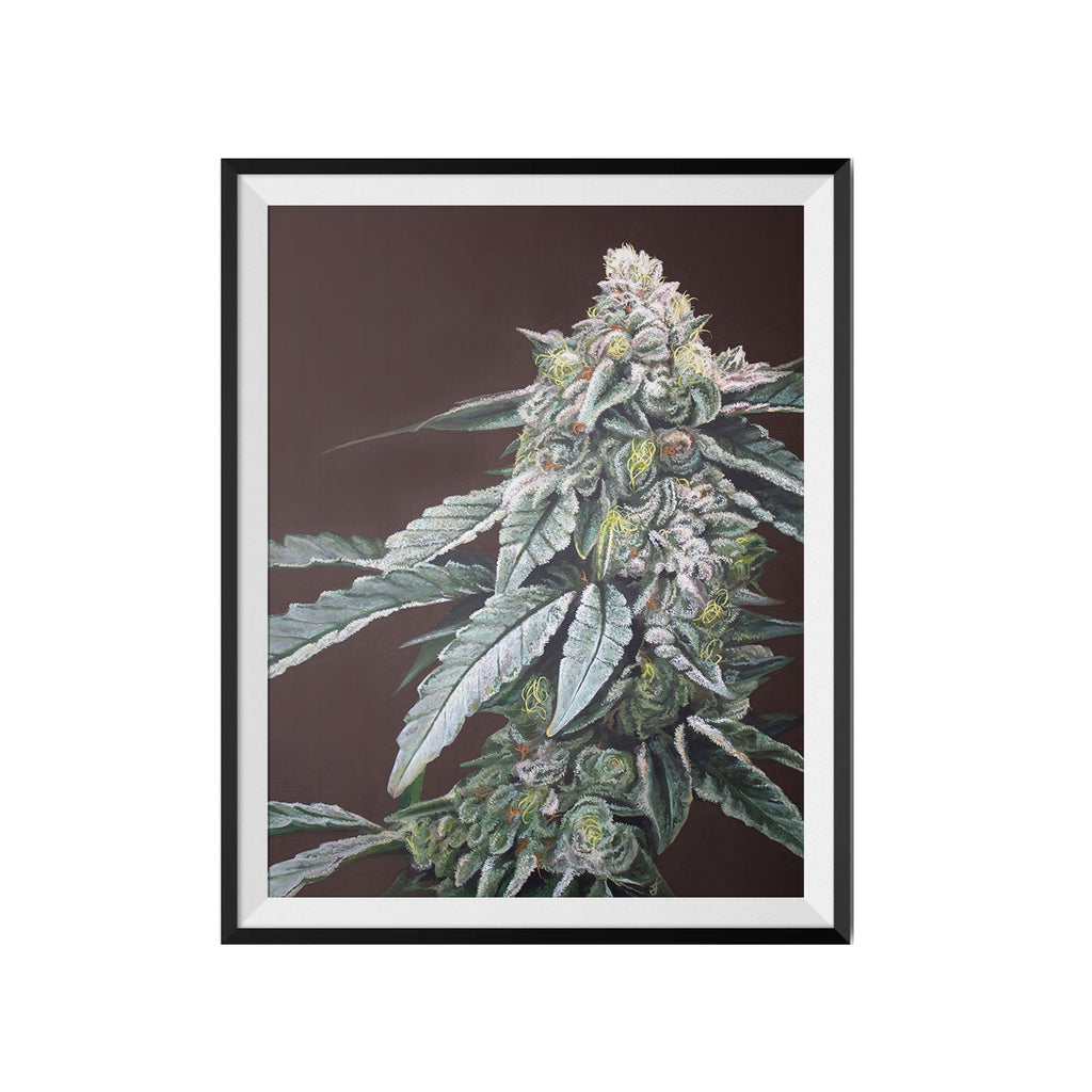 Boston Cream Pie 18x24 Cannabis Poster