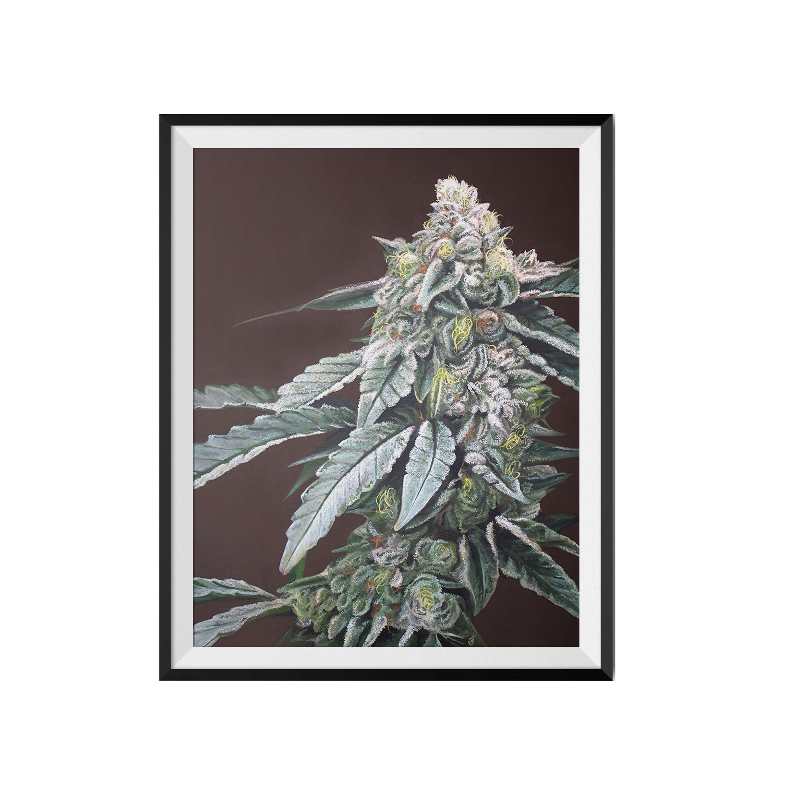 Boston Cream Pie 18x24 Cannabis Poster