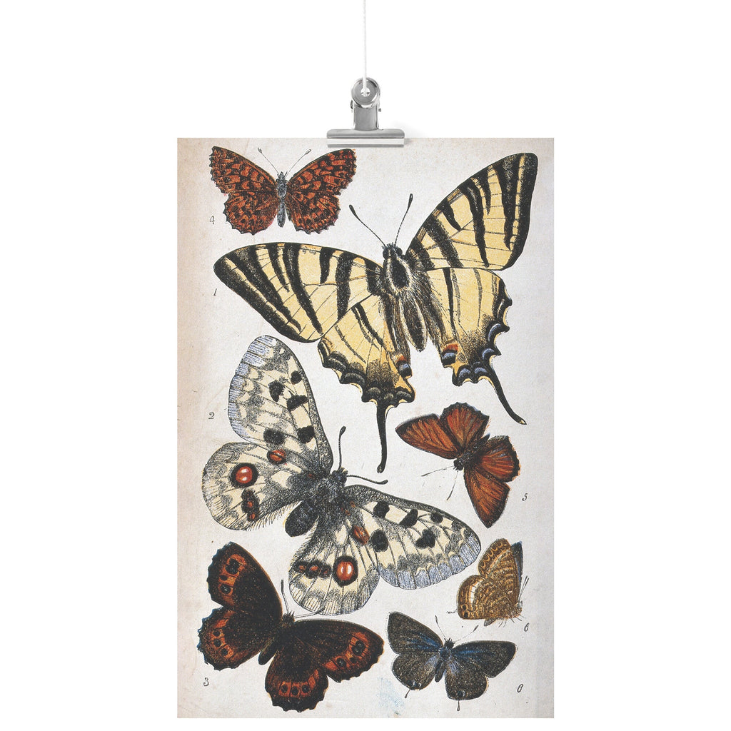 "Butterfly Illustration" by William S. Coleman Matte Poster