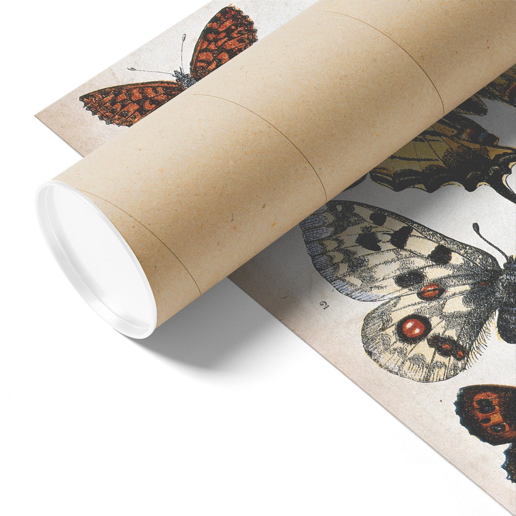 "Butterfly Illustration" by William S. Coleman Matte Poster