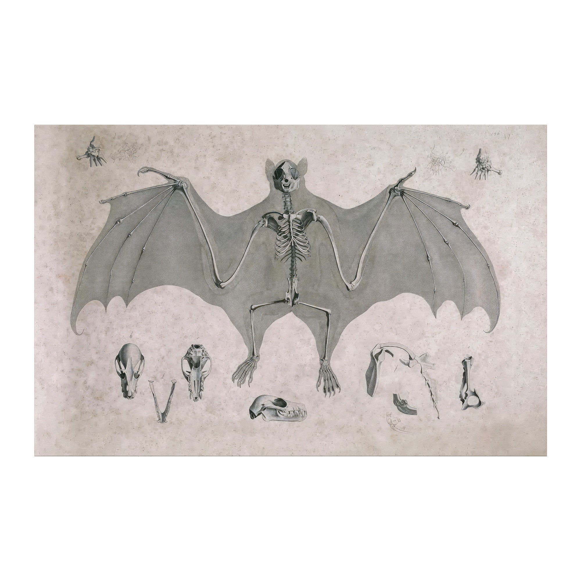 "Comparative Osteology - Flying Fox" Matte Poster