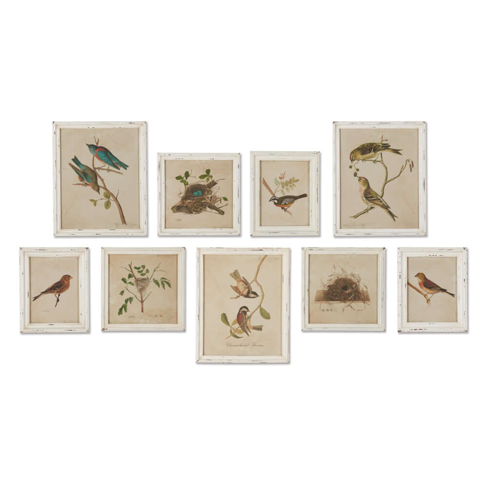 Cottagecore Bird Illustration and Nest Art Collection (Set of 9)