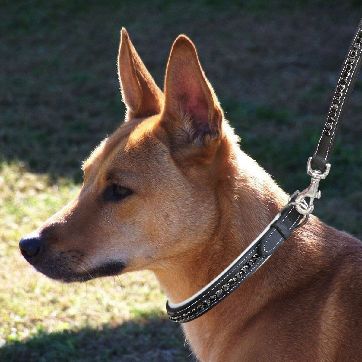 ExionPro Black Bling Dog Collar