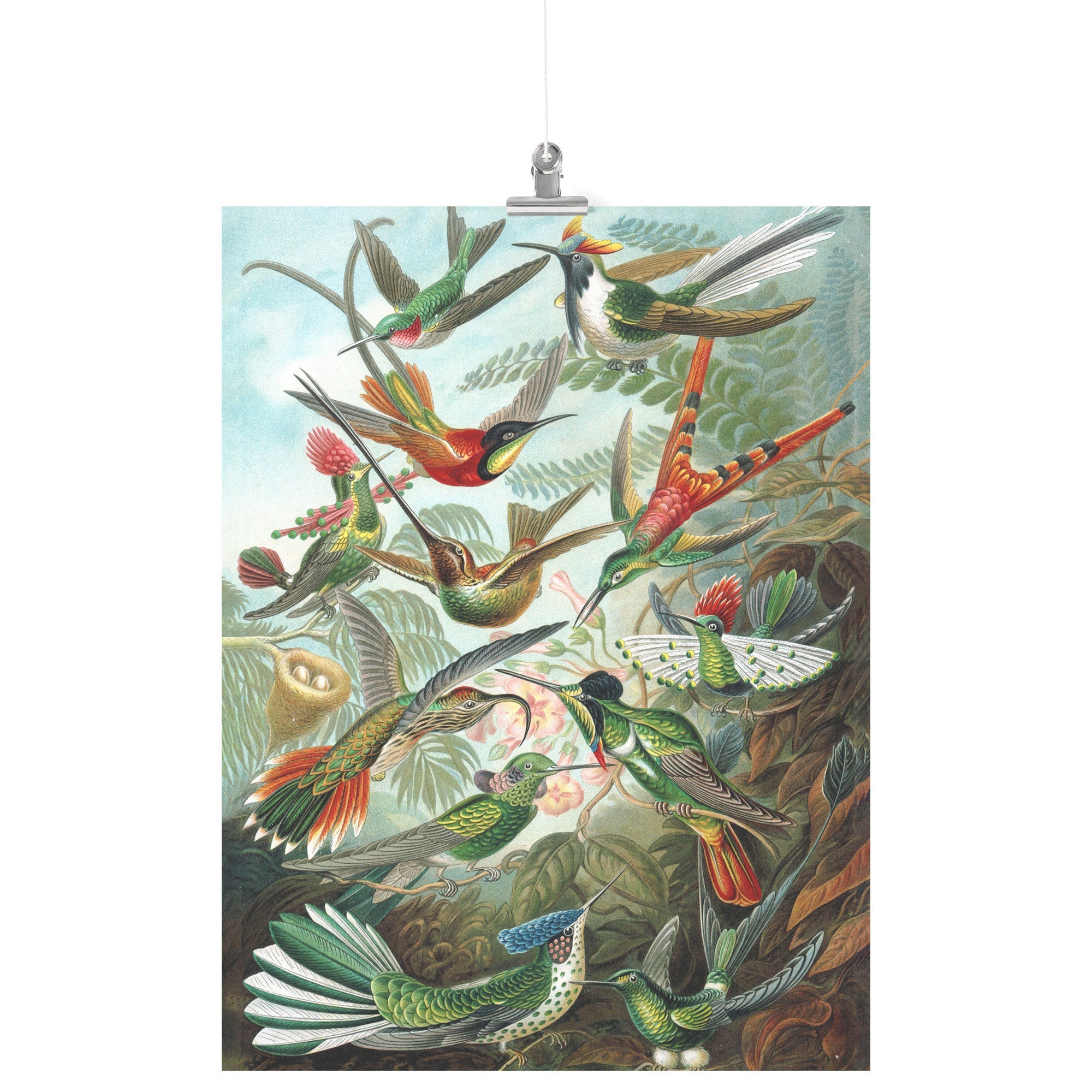 "Trochilidae" (Hummingbirds) by Ernst Haeckel Matte Poster