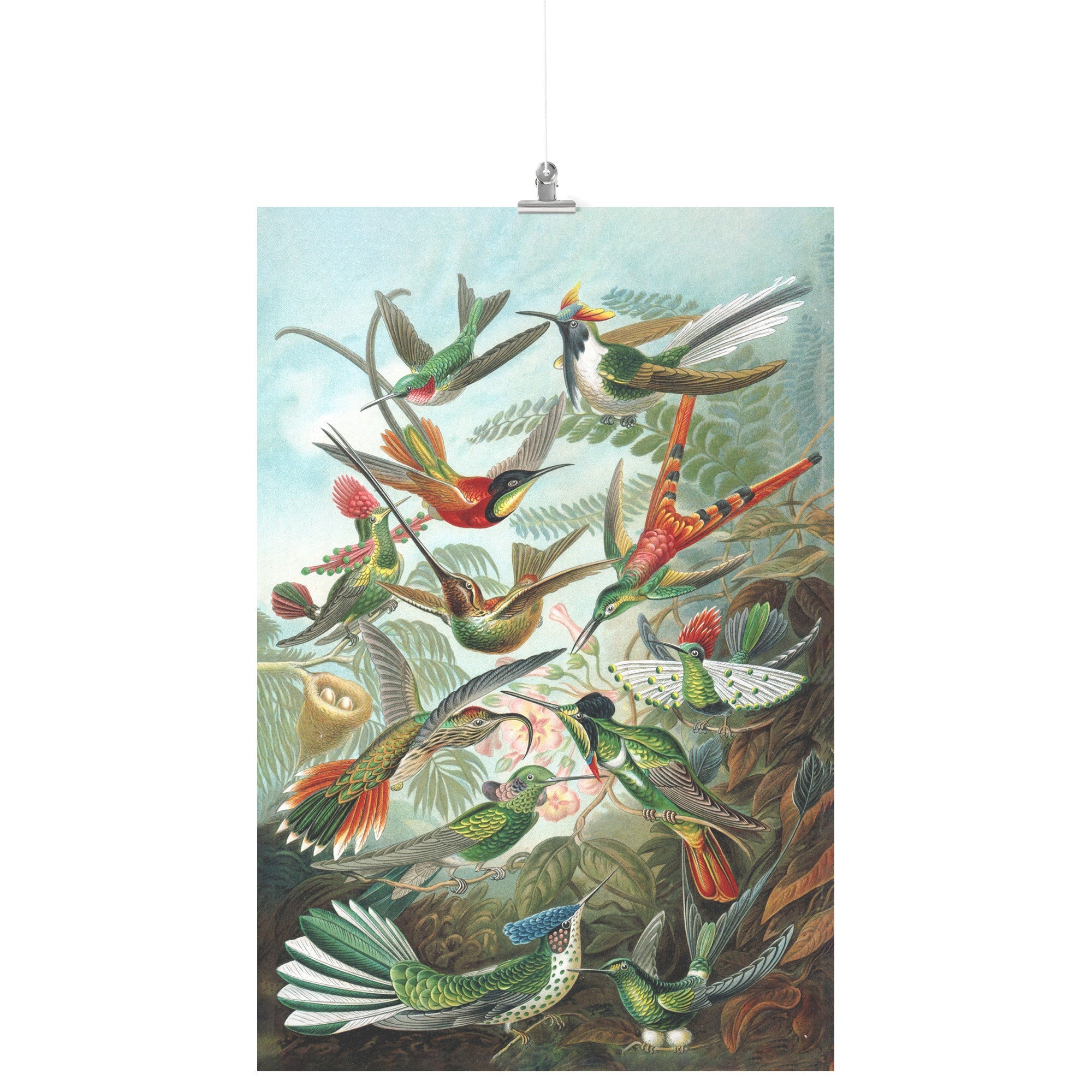 "Trochilidae" (Hummingbirds) by Ernst Haeckel Matte Poster