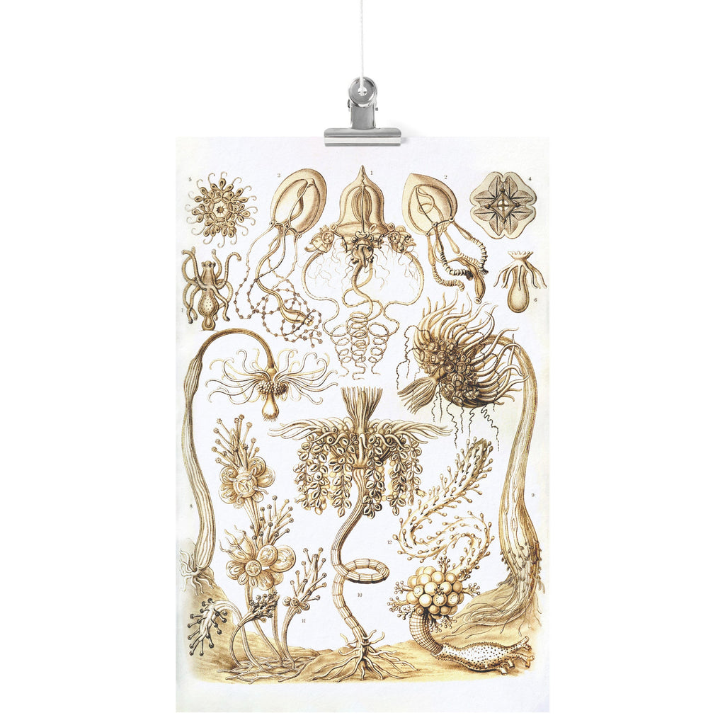 "Tubulariae" (Hydra) by Ernst Haeckel Matte Poster