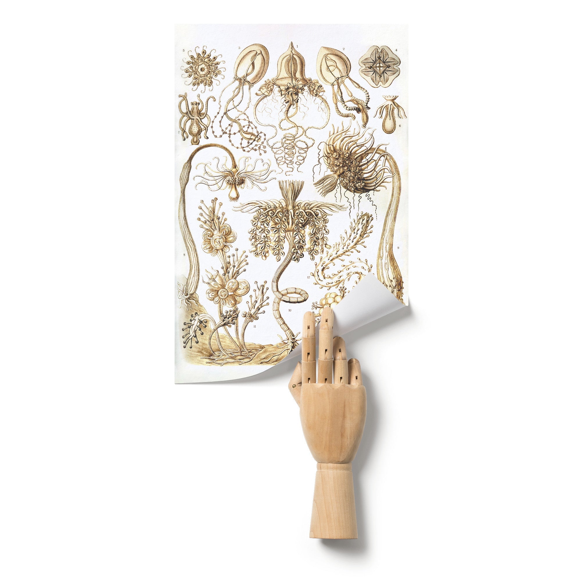 "Tubulariae" (Hydra) by Ernst Haeckel Matte Poster