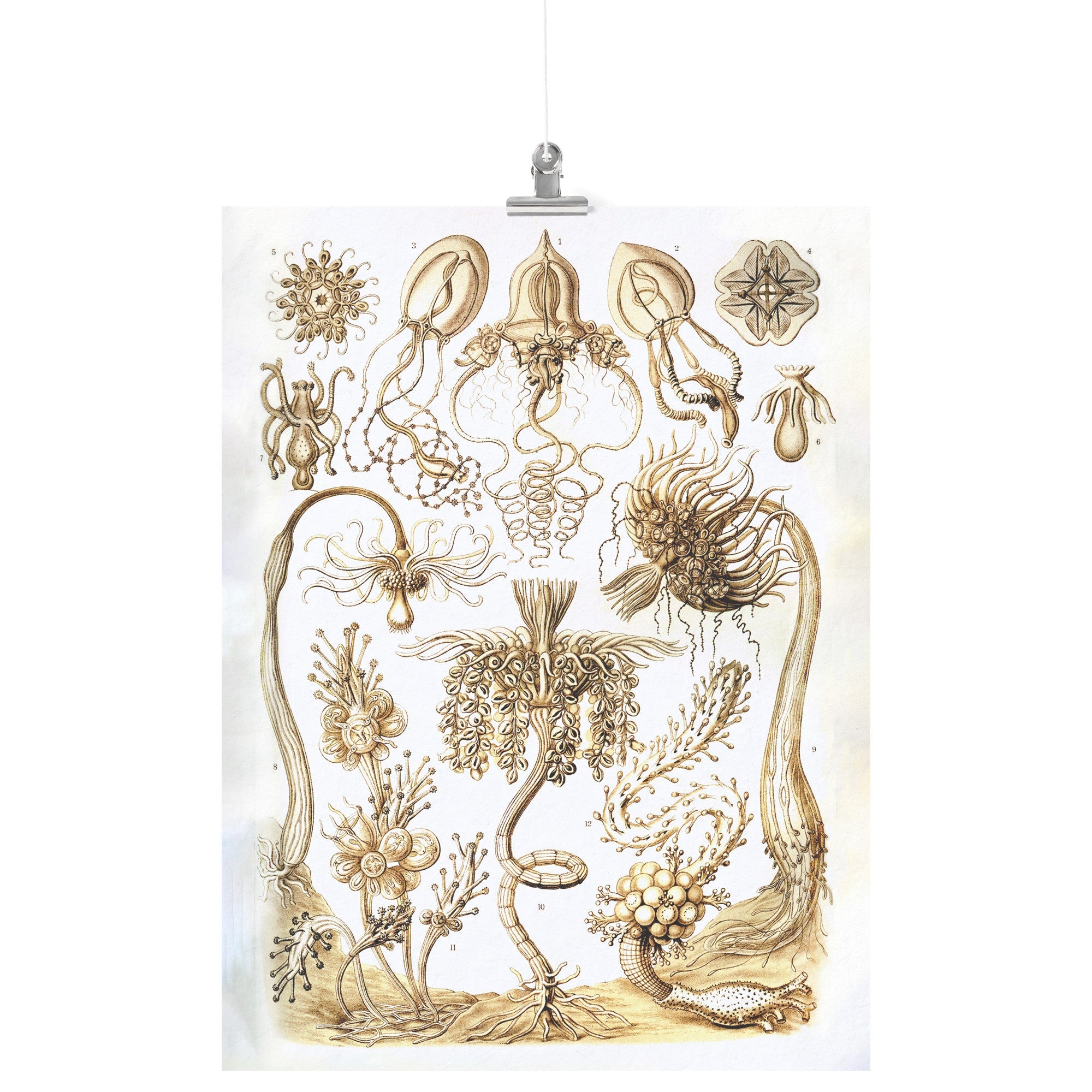 "Tubulariae" (Hydra) by Ernst Haeckel Matte Poster
