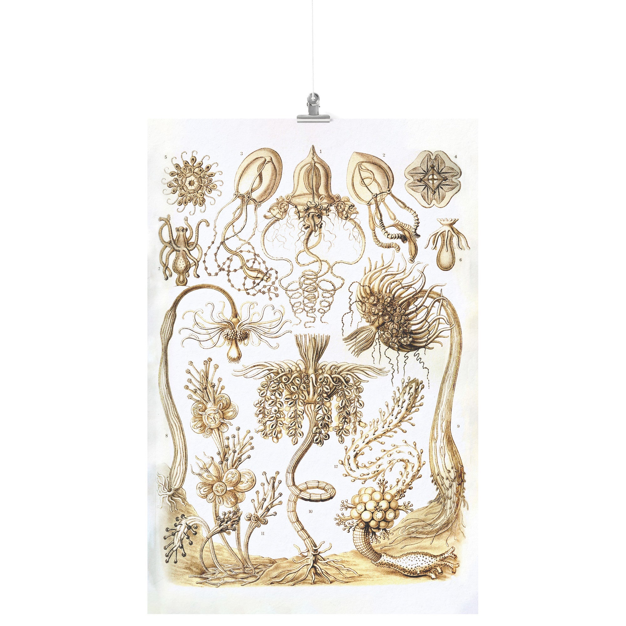 "Tubulariae" (Hydra) by Ernst Haeckel Matte Poster