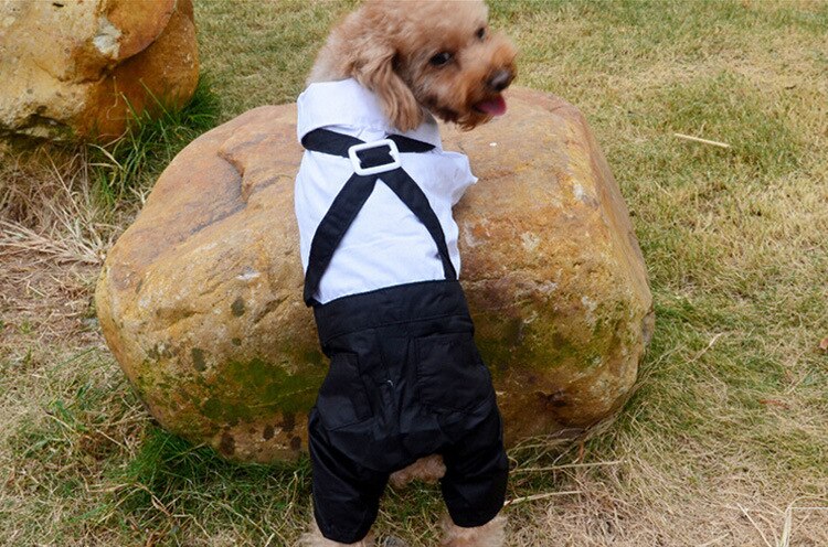 Handsome Stylish Pet Suit with Bow Tie