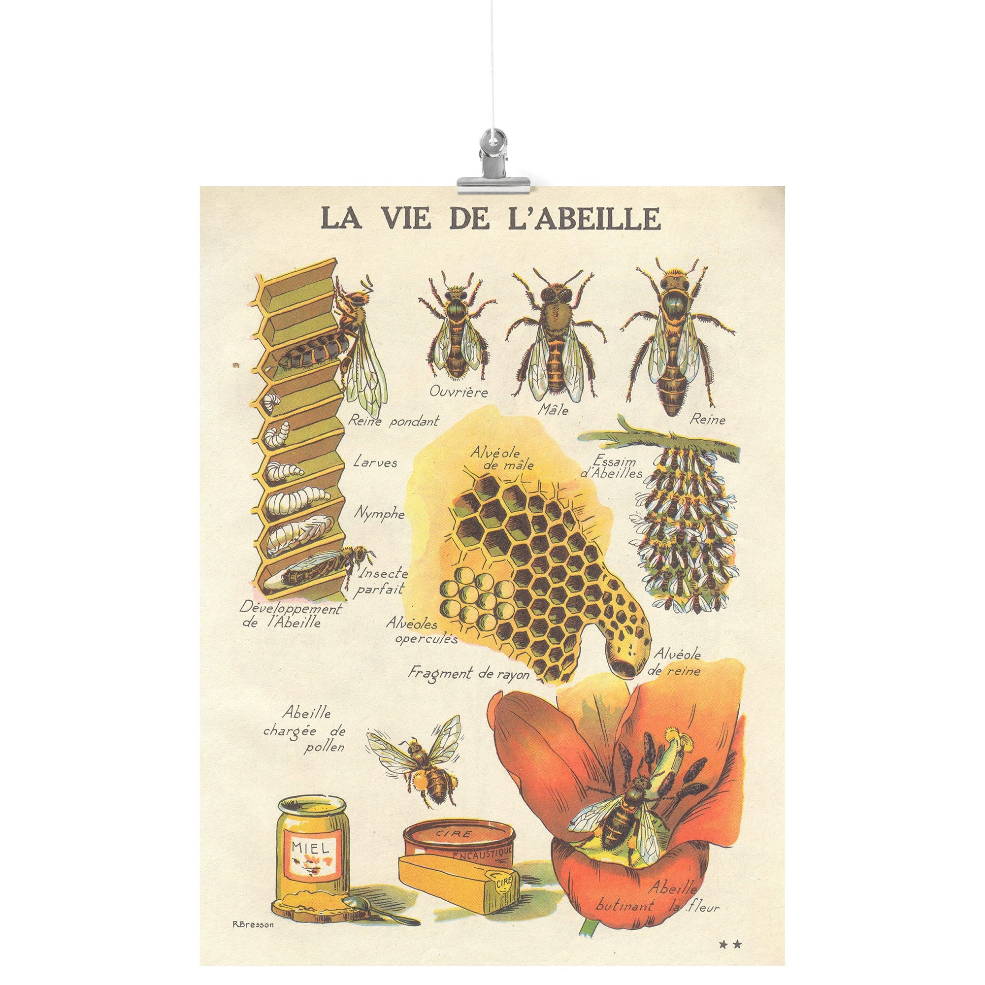 "La Vie De L'Abeille" (The Life of the Bee) Matte Poster