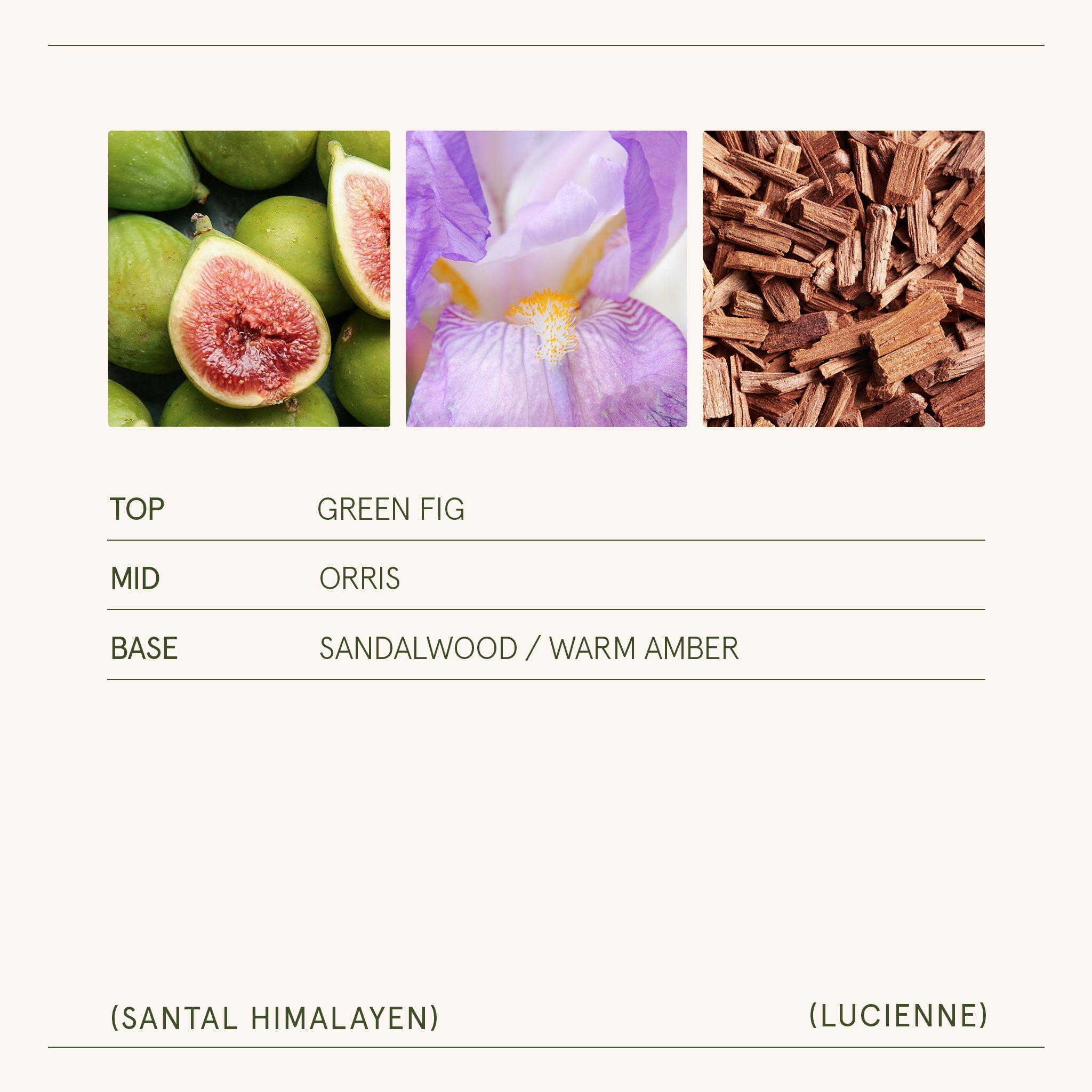 Lucienne - Santal Himalayen Candle