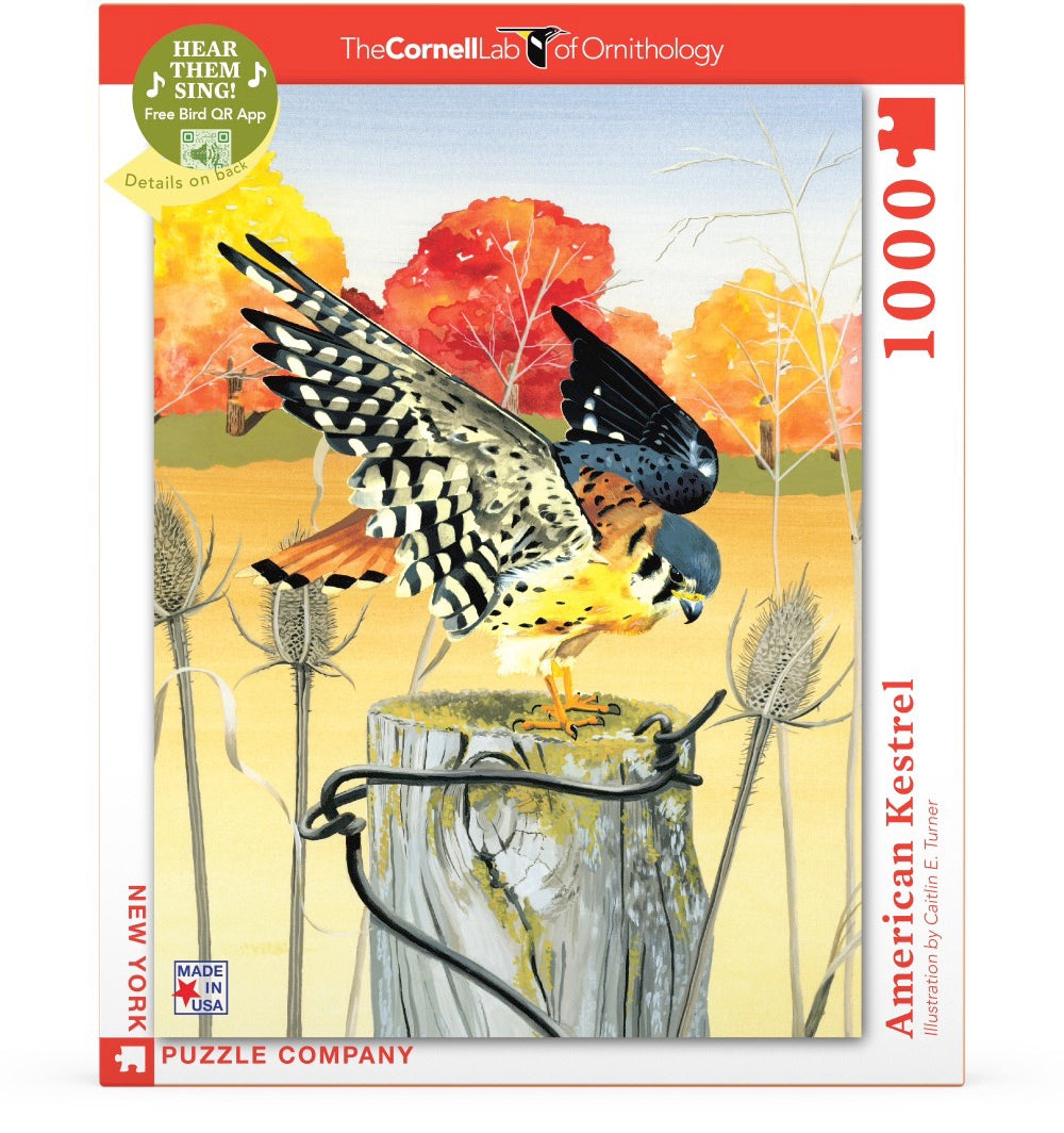 American Kestrel