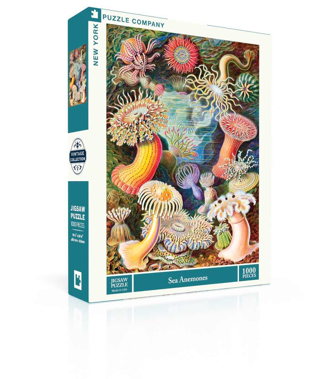 Sea Anemones