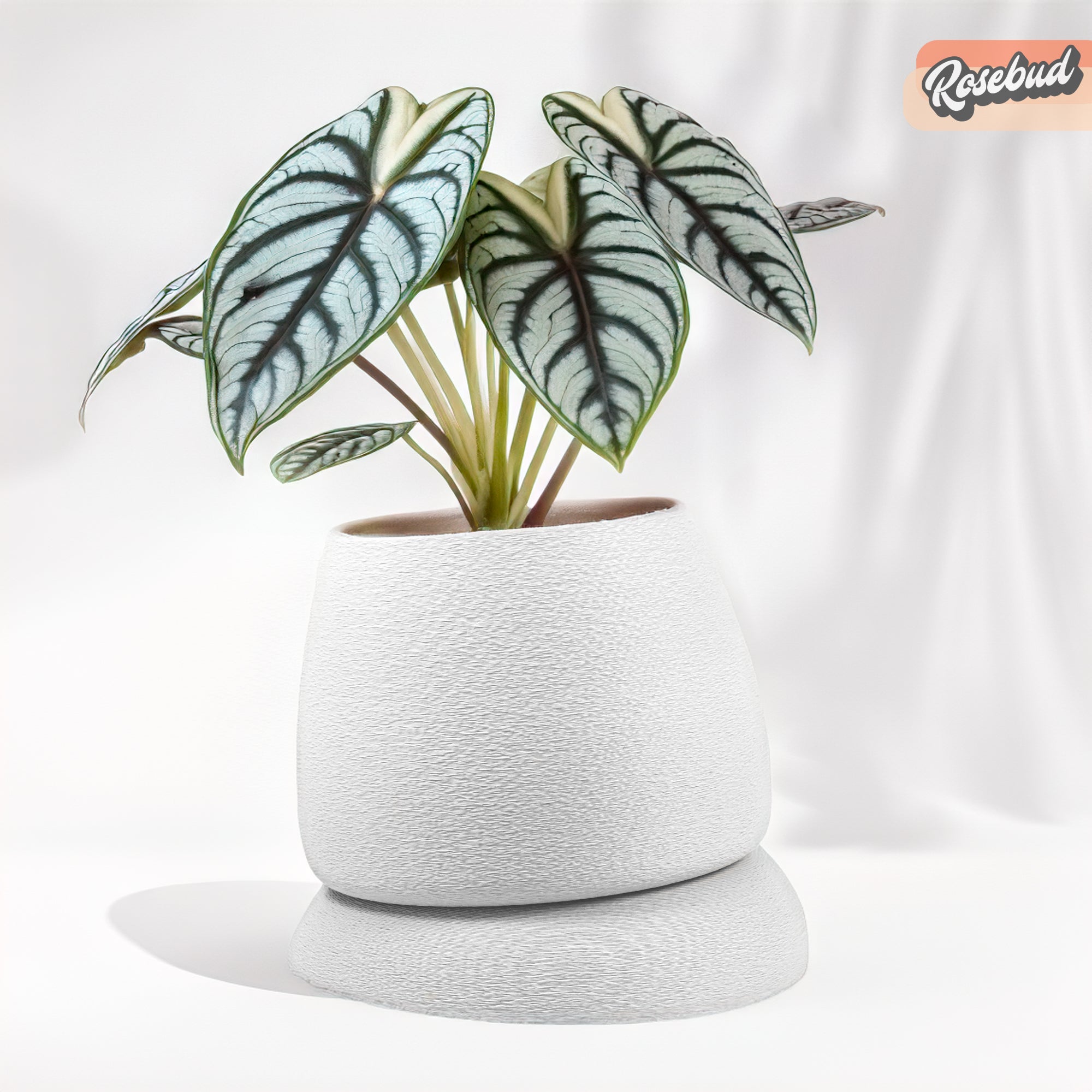 Nubium Planter