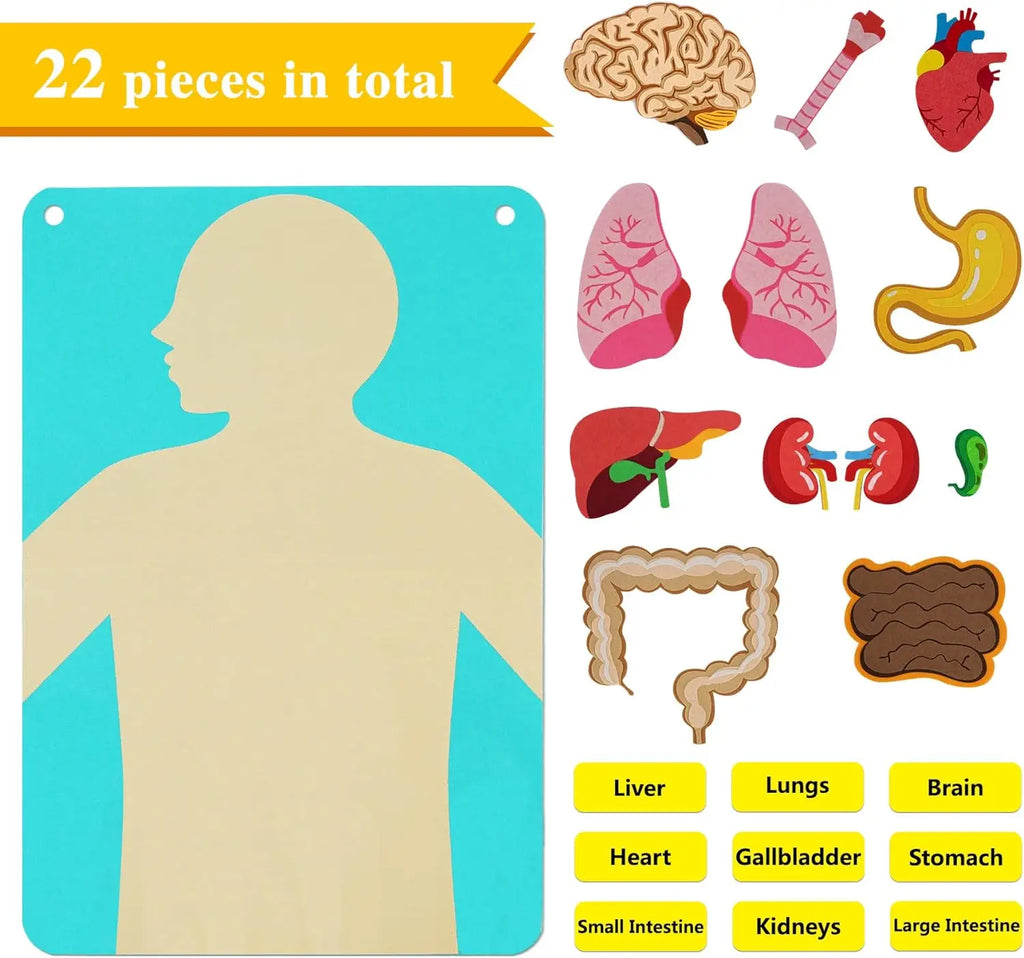 Human Body Parts Quiet Book – Educational Anatomy Felt Board for Toddlers