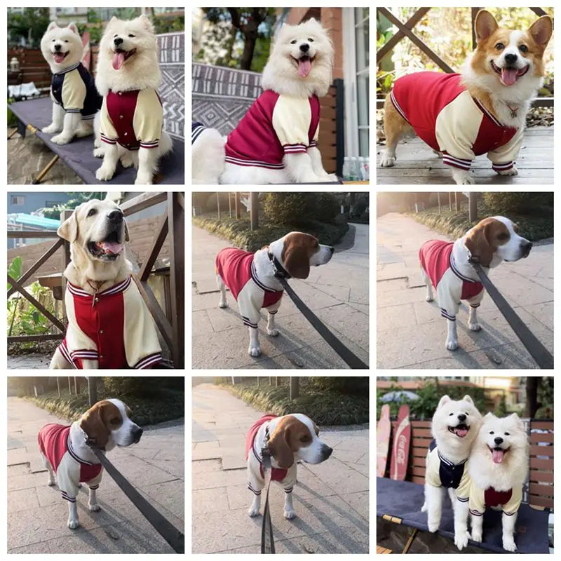 Big Dog Baseball Suit