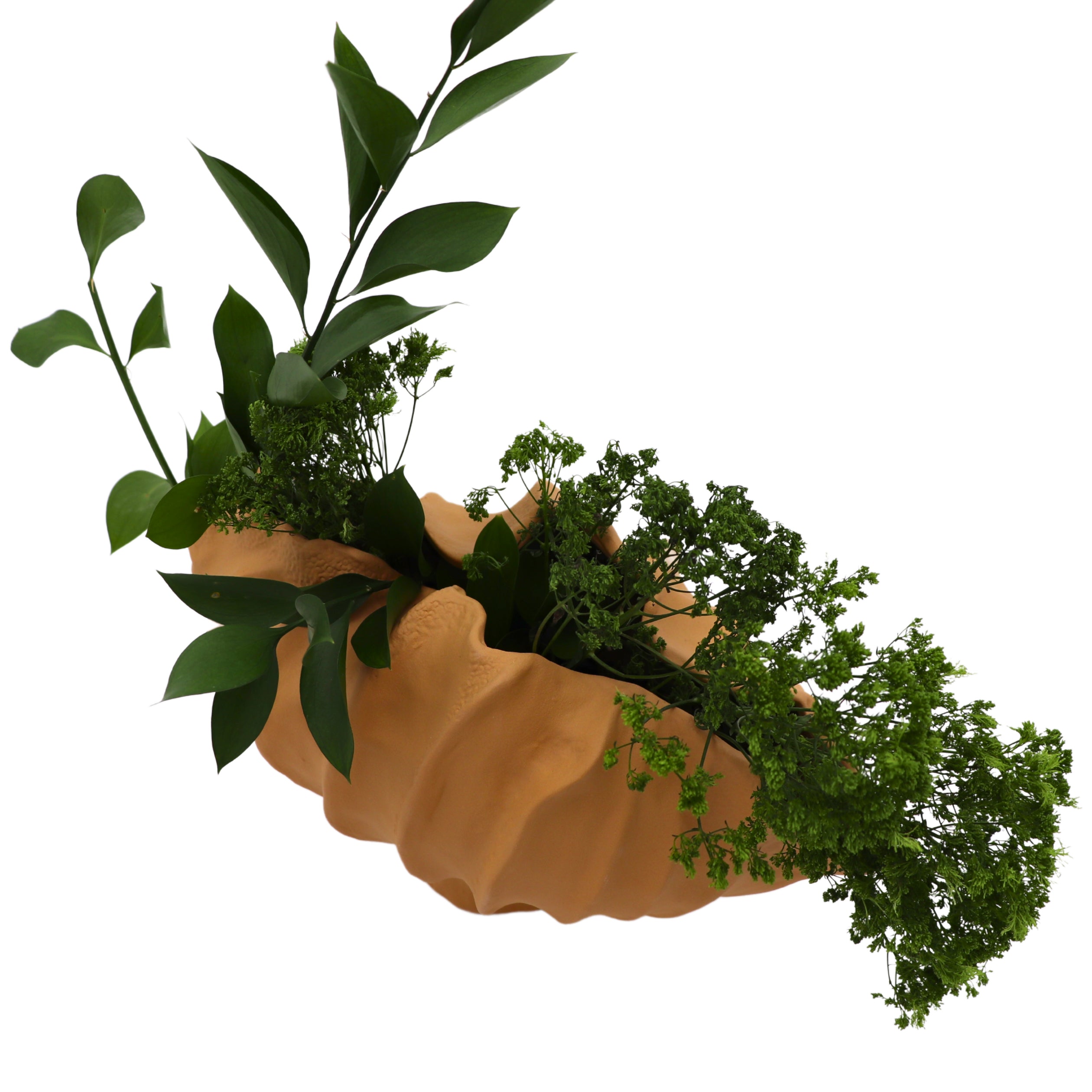 Sirene Shell Vase
