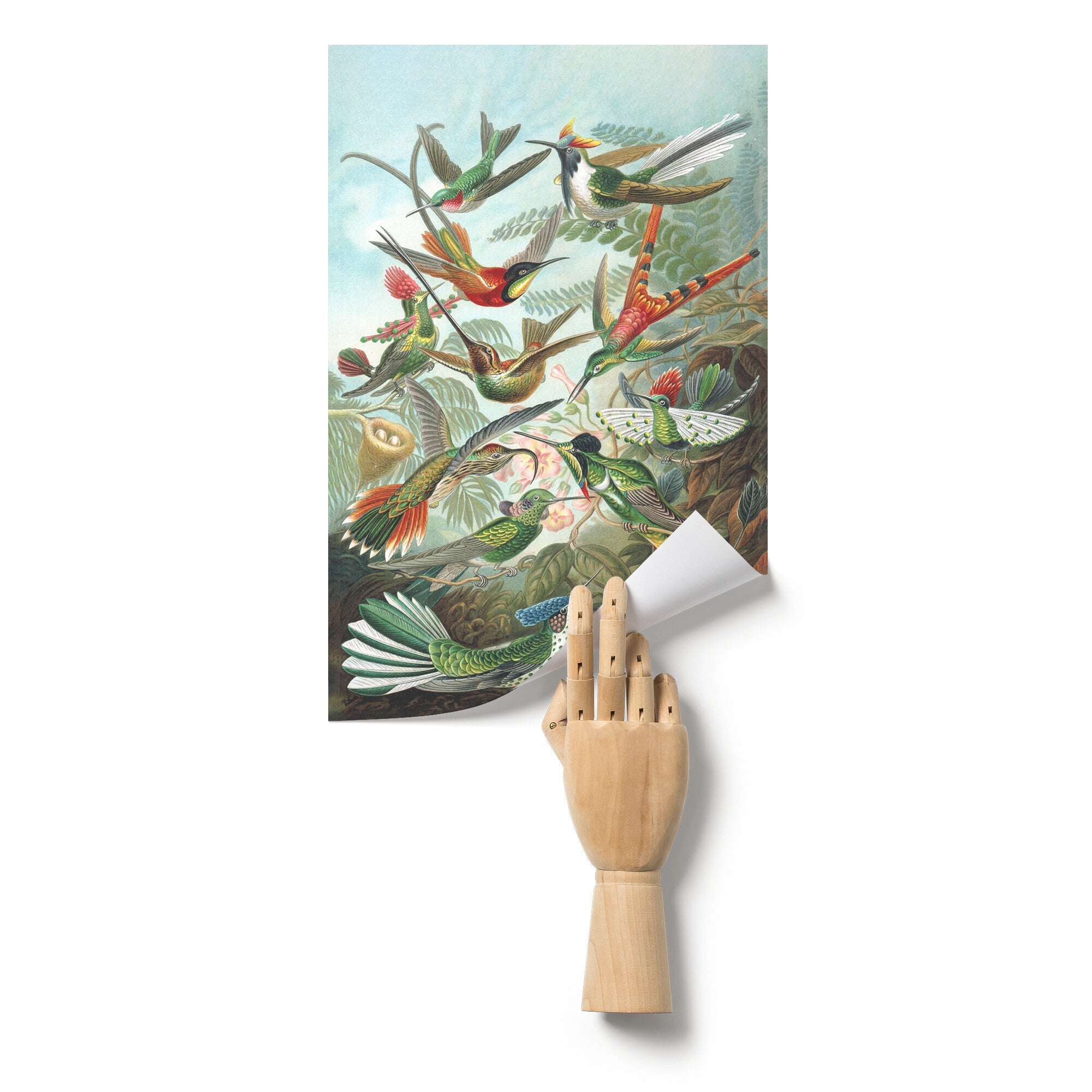 "Trochilidae" (Hummingbirds) by Ernst Haeckel Matte Poster