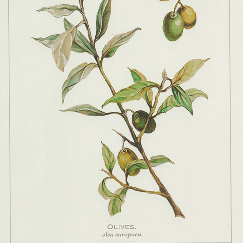 Vintage Botanical Olive Prints with Whitewashed Wood Frames (Set of 4)