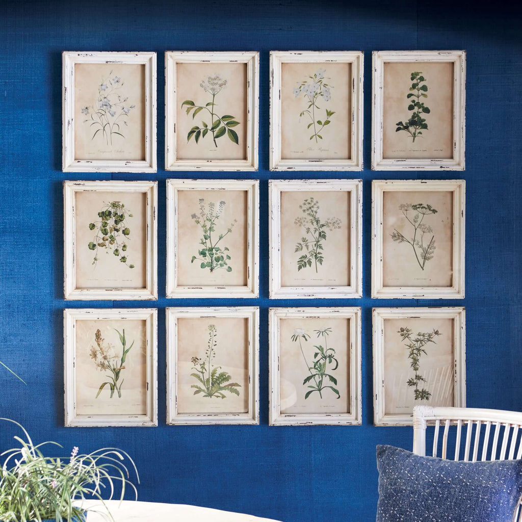 Antique Botanical Flower Prints in Distressed White Frames (Set of 12)