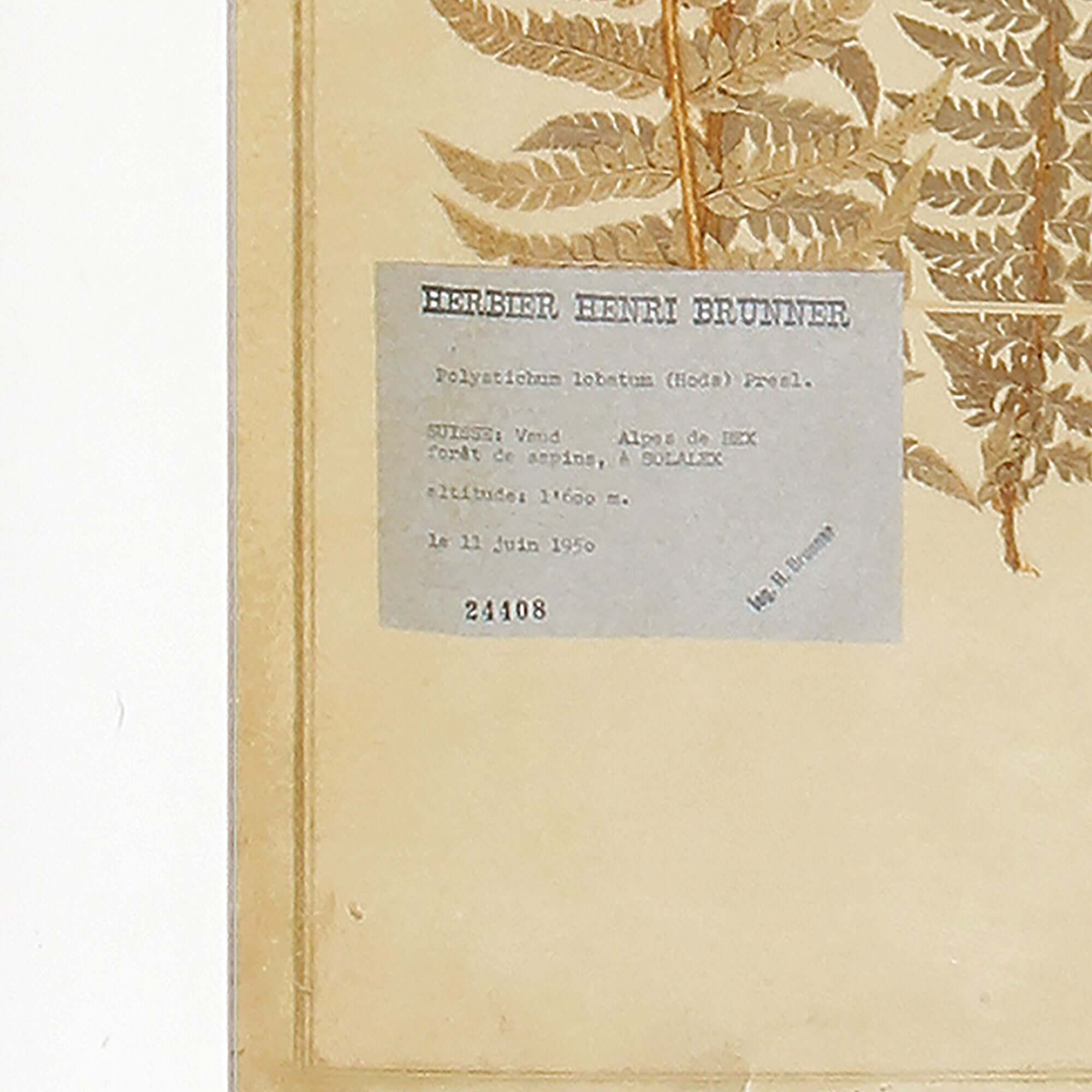 Antique Framed Botanical Fern Prints (Set of 8)