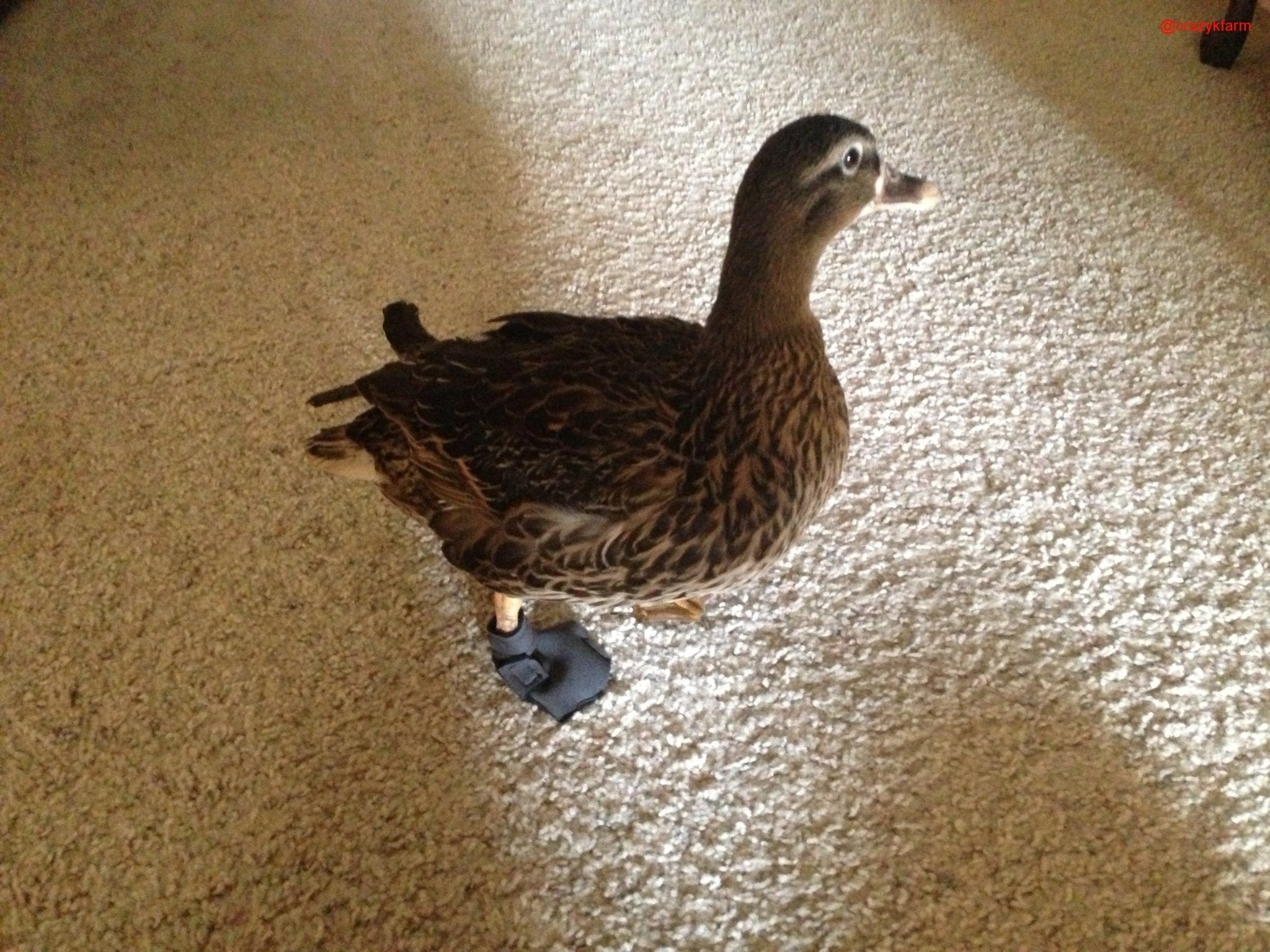 Birdy Bootie (Made in USA)