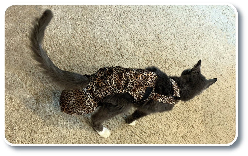 Diapurr Cat Diaper