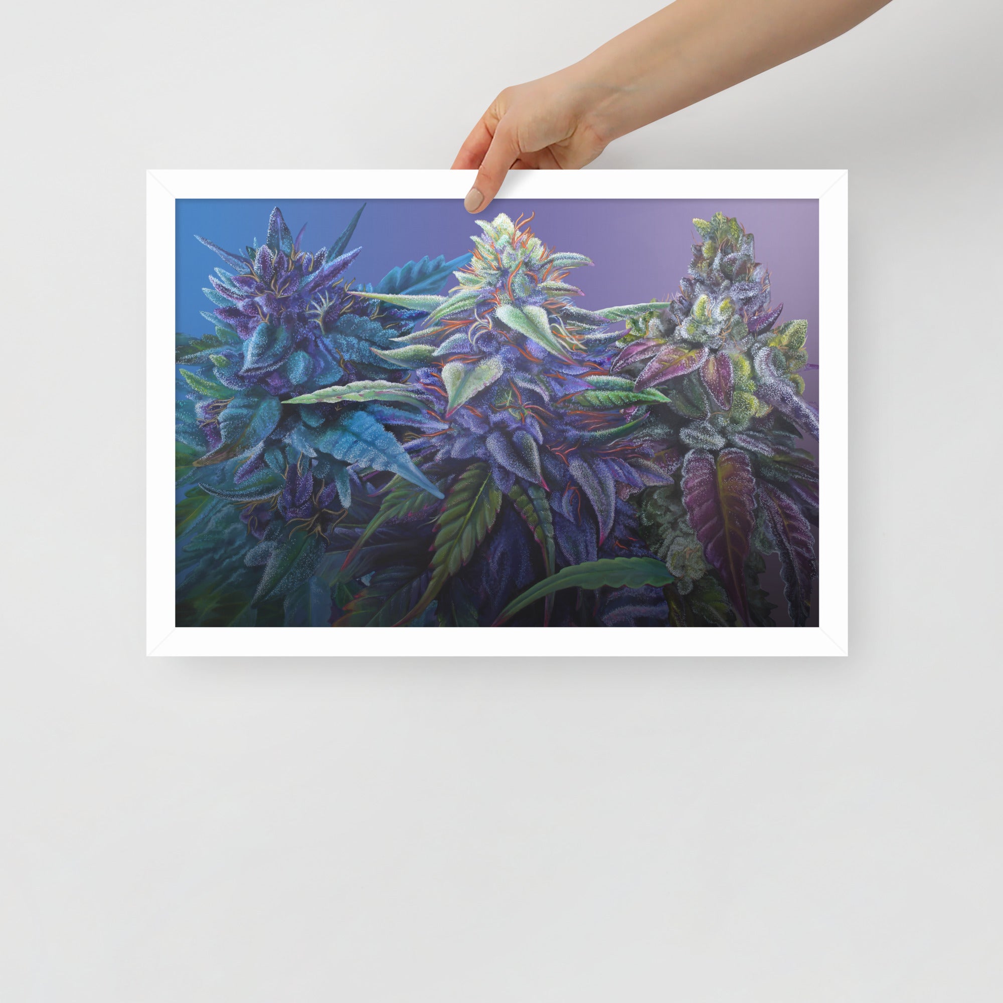 FRAMED 18"x12" PURPS - Purple Cannabis Print
