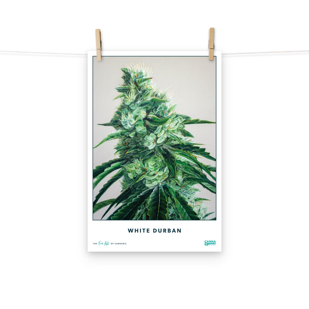 STRAIN NAME White Durban Poster