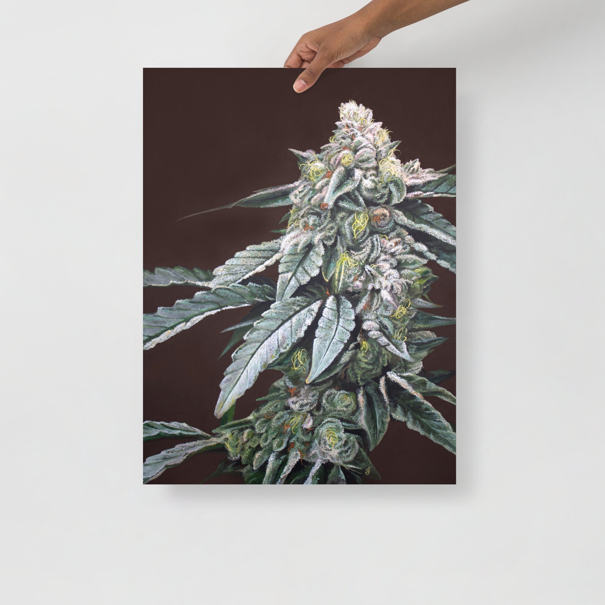 Boston Cream Pie 18x24 Cannabis Poster