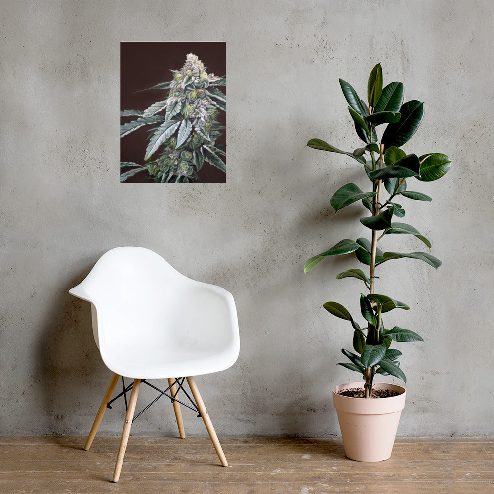 Boston Cream Pie 18x24 Cannabis Poster