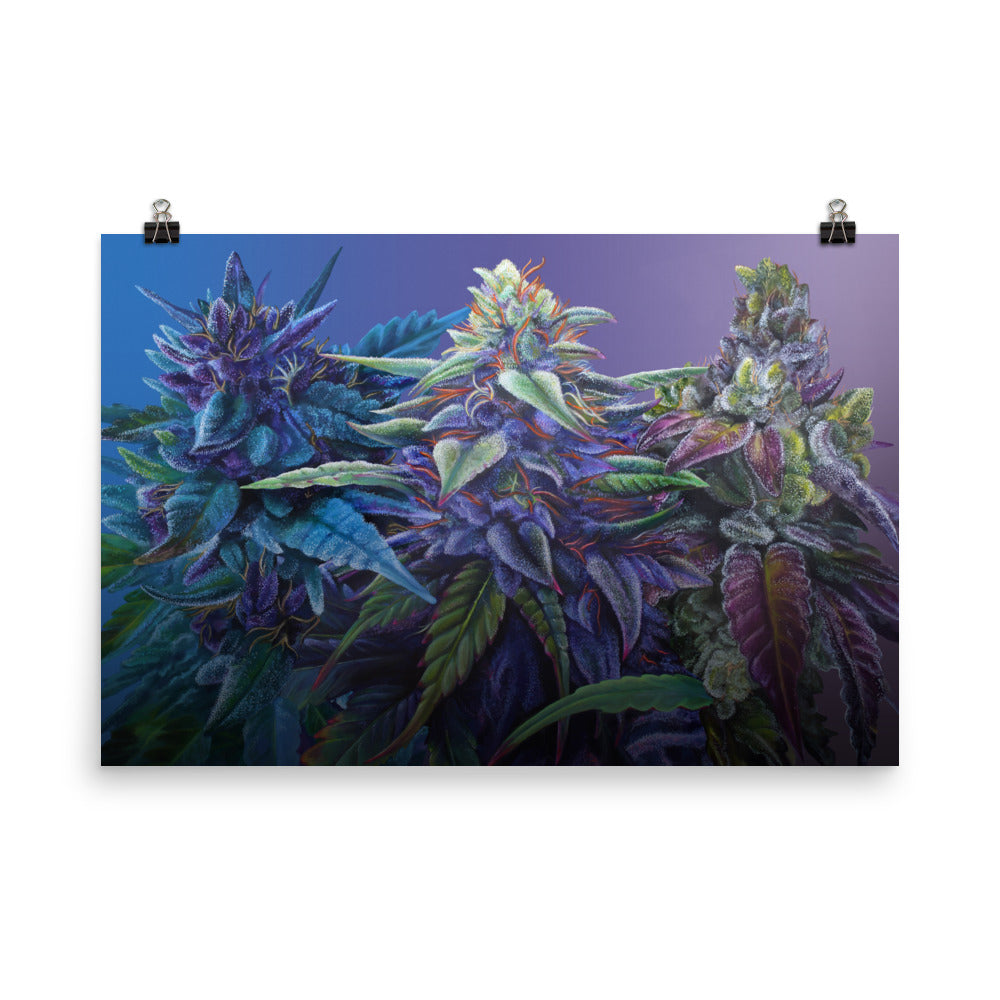 PURPS 36"x24" Purple Cannabis Poster