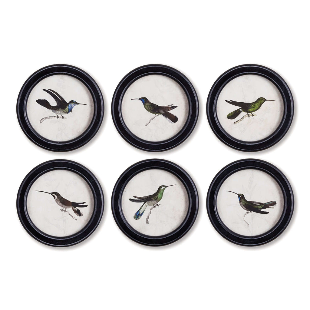 Framed Vintage Hummingbird Prints (Set of 6)