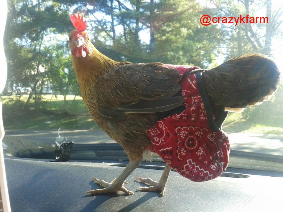 Hen Holster Bird Diaper/Harness with Permanent (Sewn-in) Liner