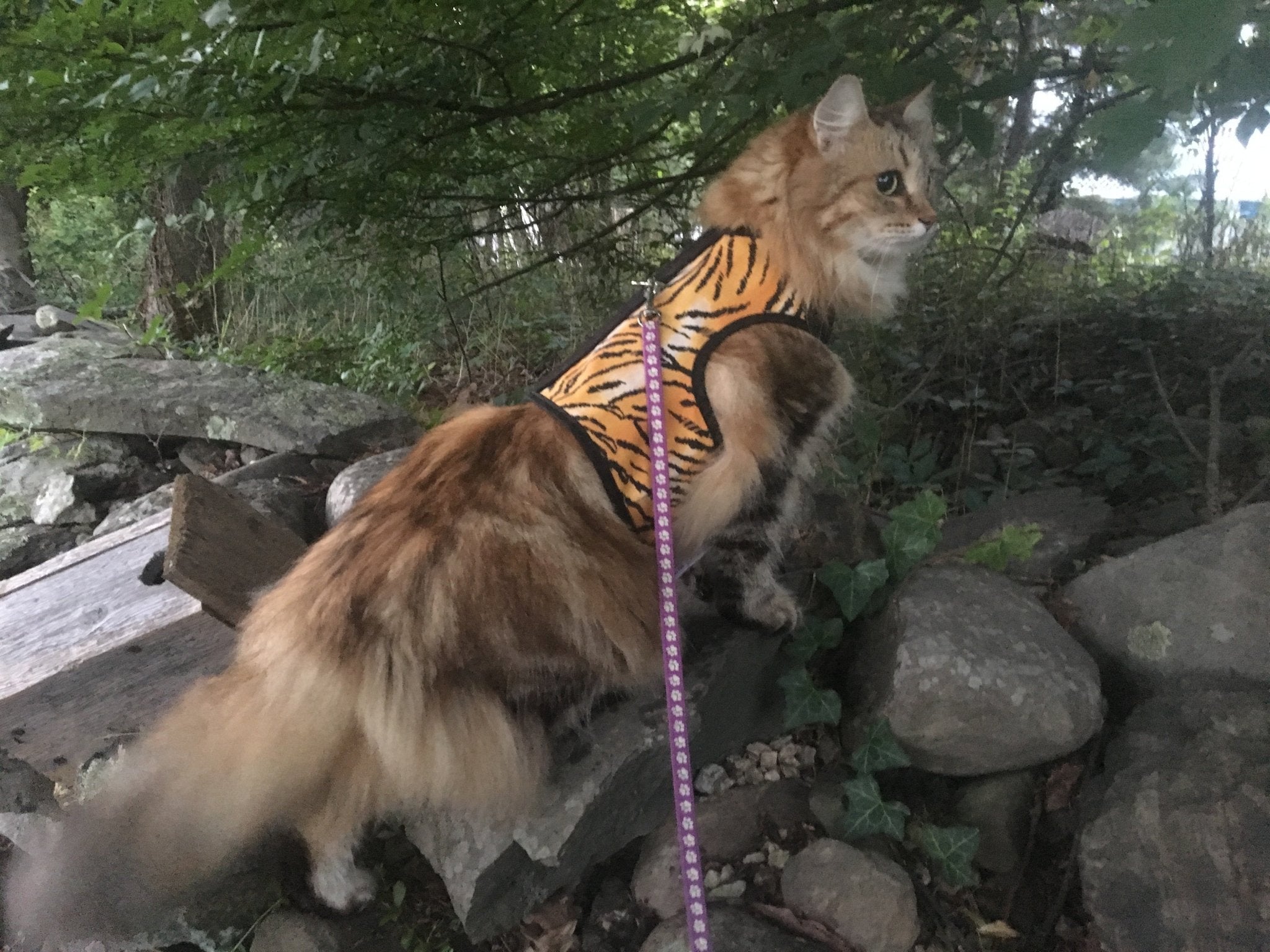 Kitty Holster Cat Harness (Made in USA)