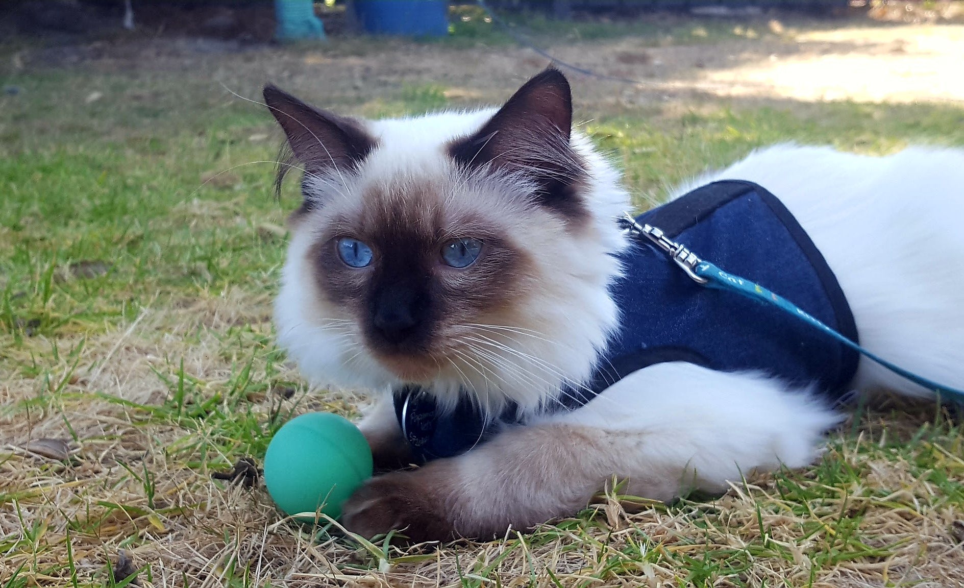 Kitty Holster Cat Harness (Made in USA)