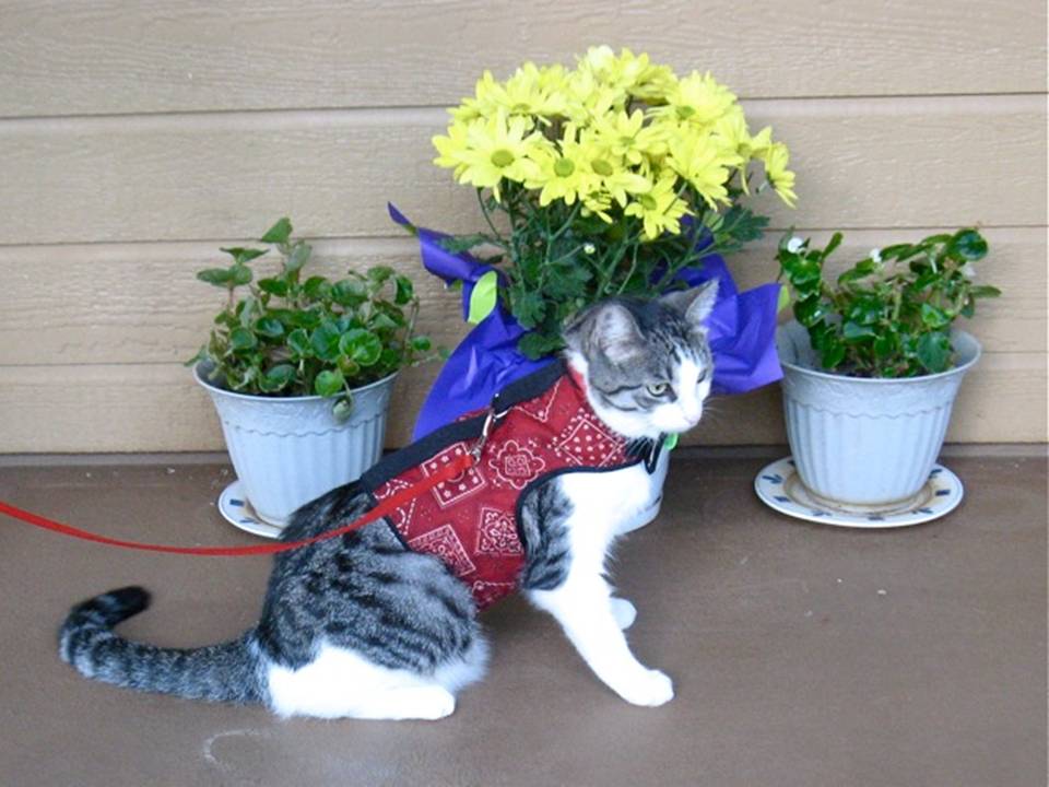 Kitty Holster Cat Harness (Made in USA)