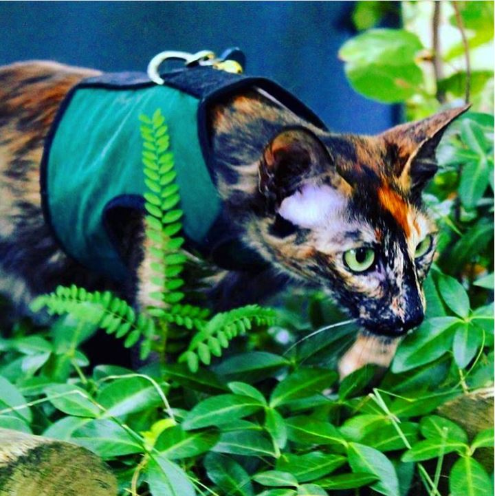 Kitty Holster Cat Harness (Made in USA)