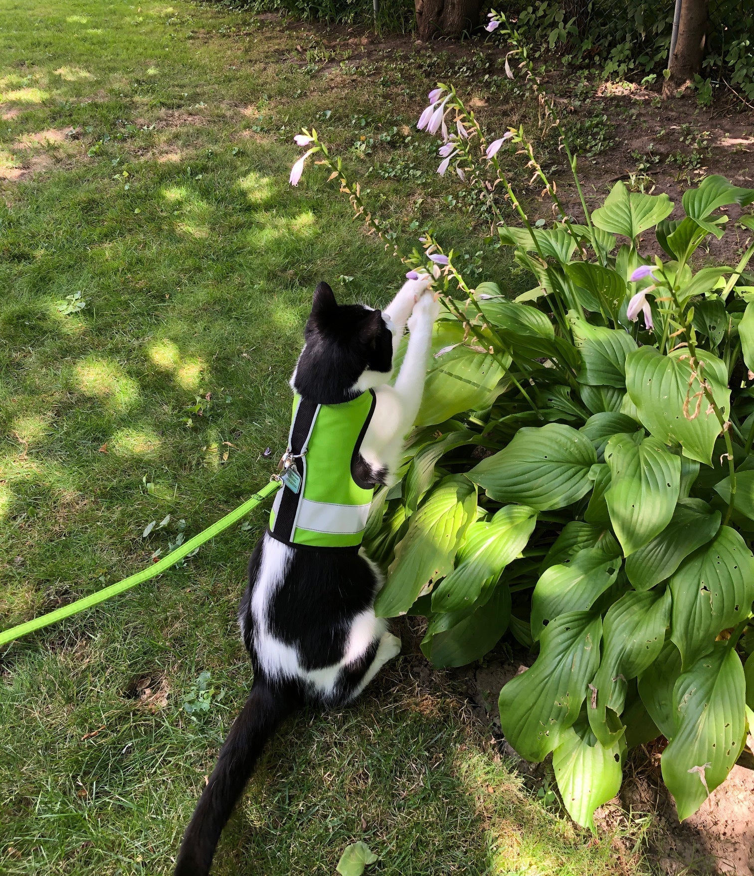 Kitty Holster Reflective Safety Harness (Made in USA)