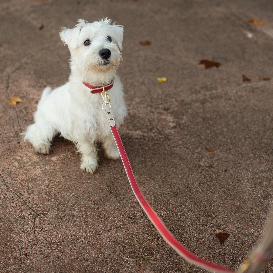 Leash 4ft - Vegan Leather